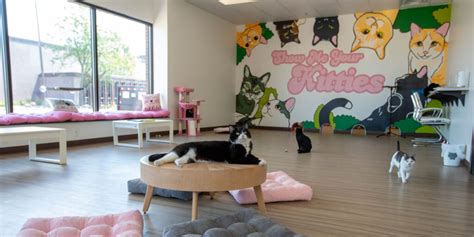 cat cafe sioux falls